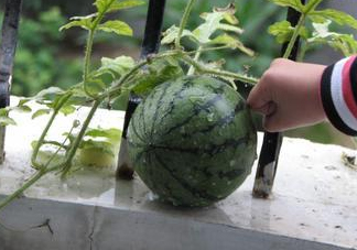 八月份能種西瓜嗎？大棚八月可以種西瓜嗎？