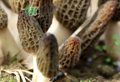 羊肚菌能治什么??？羊肚菌能冷凍保鮮嗎