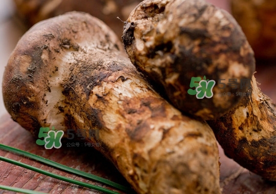 干松茸多少錢一斤？野生松茸多少錢一斤？