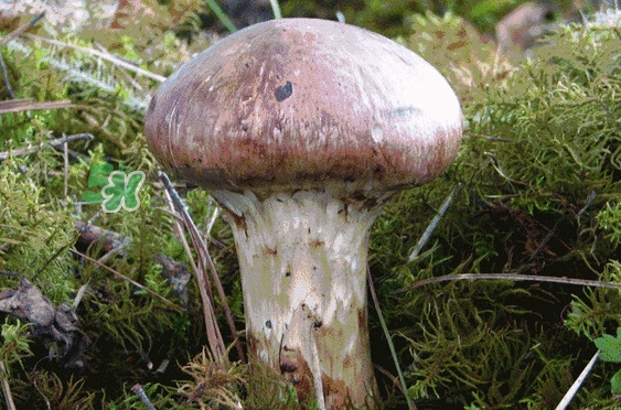 松茸是發(fā)物嗎？松茸是熱性還是涼性？