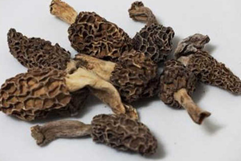 羊肚菌有毒嗎？羊肚菌可以人工種植嗎？