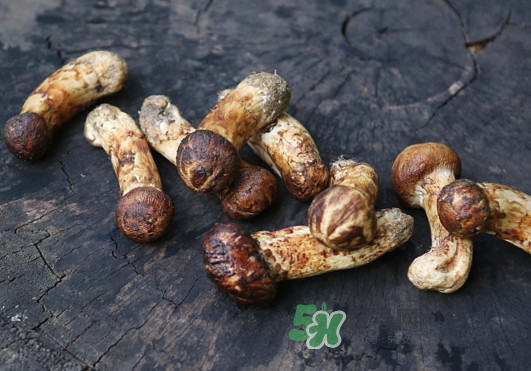 新鮮松茸怎么吃？松茸怎么吃最有營養(yǎng)