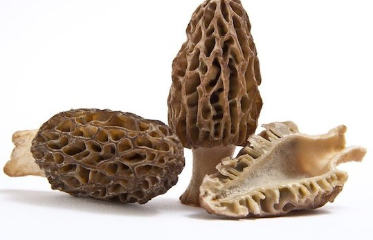 羊肚菌有毒嗎？羊肚菌可以人工種植嗎？