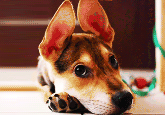 三伏天狗狗不吃飯?jiān)趺崔k？三伏天狗狗不吃飯?jiān)趺椿厥拢?><p><strong>三伏天狗狗不吃飯?jiān)趺崔k？三伏天狗狗不吃飯?jiān)趺椿厥拢?/strong></p></a></li> <li><a href=