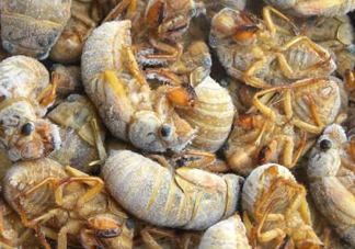 知了猴可以帶上飛機(jī)嗎？知了猴能帶上飛機(jī)嗎？