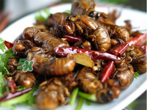 知了猴為什么有大有??？比知了猴小的叫什么？