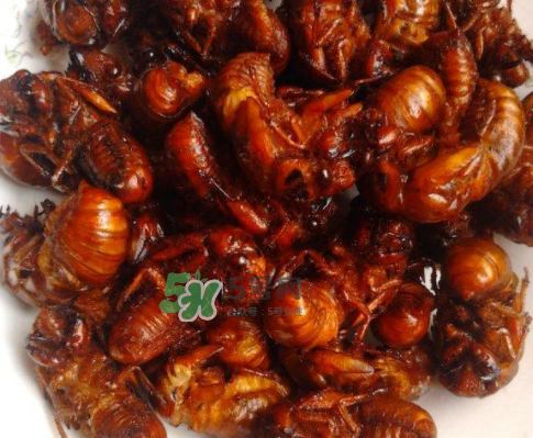 知了猴為什么有大有小？比知了猴小的叫什么？