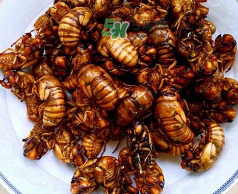 知了猴為什么有大有小？比知了猴小的叫什么？