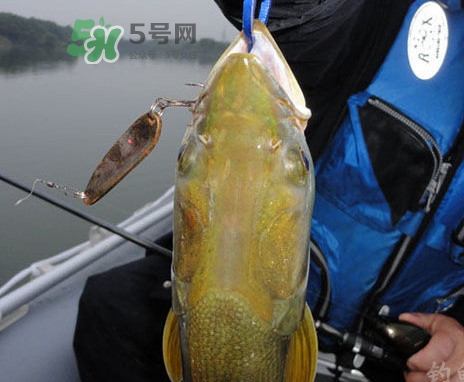 鳡魚(yú)好吃嗎？鳡魚(yú)刺多嗎