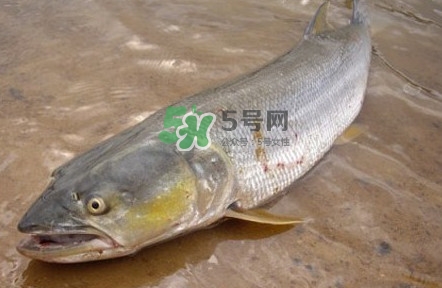 鳡魚怎么釣？鳡魚在魚缸里怎么養(yǎng)