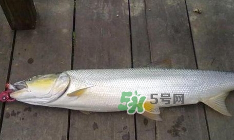 釣鳡魚用什么路亞竿好？路亞鳡魚用什么餌好