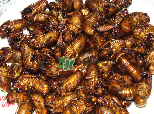 知了猴可以帶上飛機(jī)嗎？知了猴能帶上飛機(jī)嗎？