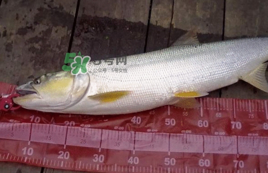 一般鳡魚能長到多大？鳡魚與假鳡魚怎么區(qū)分