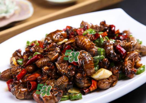 知了猴什么味道？知了猴好吃嗎？