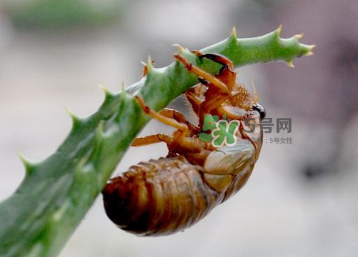 金蟬怎么保存一夜不死？怎樣保存一夜金蟬不死？