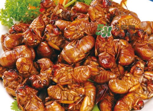 金蟬怎么保存一夜不死？怎樣保存一夜金蟬不死？