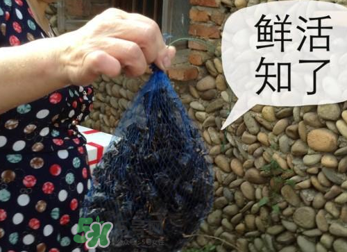 金蟬怎么保存一夜不死？怎樣保存一夜金蟬不死？