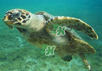 玳瑁是什么？玳瑁是國(guó)家保護(hù)動(dòng)物嗎？