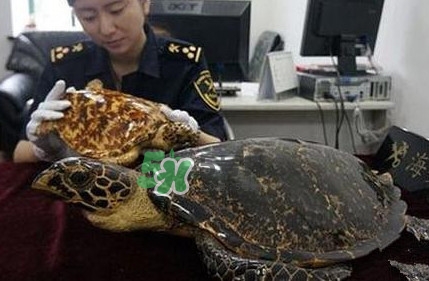 買賣玳瑁違法嗎？買賣玳瑁制品違法嗎