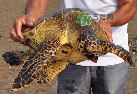 玳瑁標(biāo)本有收藏價(jià)值嗎？玳瑁的功效與作用