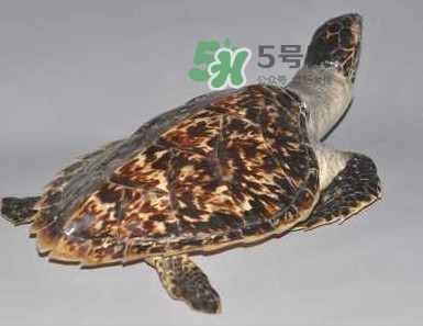 玳瑁龜好養(yǎng)嗎？養(yǎng)玳瑁龜違法嗎