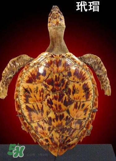 玳瑁色是什么顏色？玳瑁手鐲是什么做的