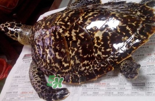 為什么玳瑁能消化玻璃？玳瑁與海龜?shù)膮^(qū)別