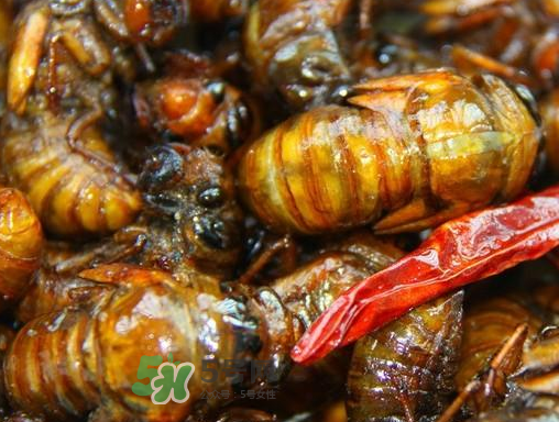 知了和蝦能一起吃嗎？知了猴能和蝦一起吃嗎？