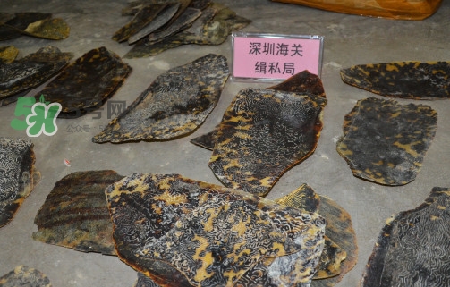 玳瑁標(biāo)本有收藏價(jià)值嗎？玳瑁的功效與作用