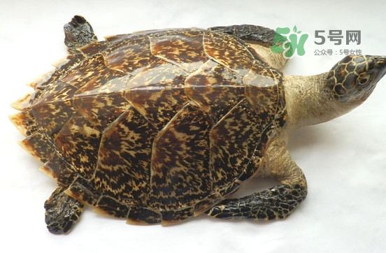 玳瑁價格多少錢一只？玳瑁標本多少錢一只