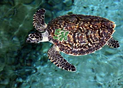 玳瑁龜好養(yǎng)嗎？養(yǎng)玳瑁龜違法嗎