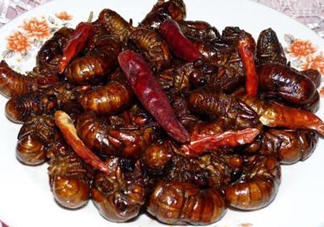 知了猴為什么有大有??？比知了猴小的叫什么？