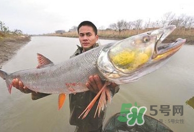 一般鳡魚能長到多大？鳡魚與假鳡魚怎么區(qū)分