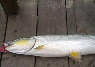 釣鳡魚用什么路亞竿好？路亞鳡魚用什么餌好