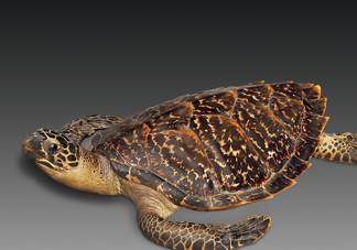 玳瑁是什么？玳瑁是國(guó)家保護(hù)動(dòng)物嗎？