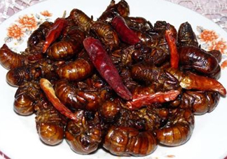 知了和蝦能一起吃嗎？知了猴能和蝦一起吃嗎？