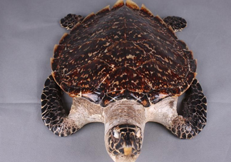 玳瑁標(biāo)本有收藏價值嗎？玳瑁的功效與作用