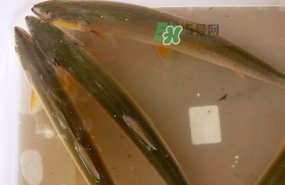 鳡魚怎么做好吃？鳡魚有天敵嗎