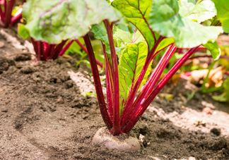 甜菜根是什么菜？甜菜根什么季節(jié)收獲