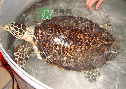 玳瑁龜好養(yǎng)嗎？養(yǎng)玳瑁龜違法嗎