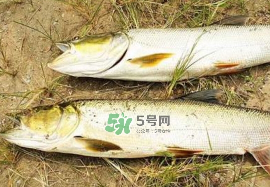 鳡魚是什么魚？鳡魚是淡水魚嗎