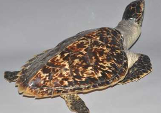 玳瑁龜好養(yǎng)嗎？養(yǎng)玳瑁龜違法嗎