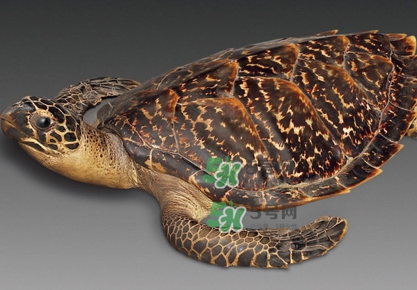 玳瑁是什么？玳瑁是國(guó)家保護(hù)動(dòng)物嗎？