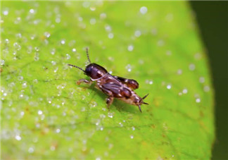 跳蚤會(huì)寄生在人身上嗎？跳蚤會(huì)在人身上存活嗎？