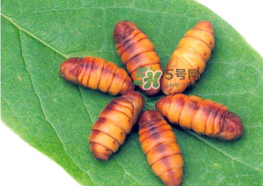 蠶蛹多少錢一斤？蠶蛹多少錢一斤2017？