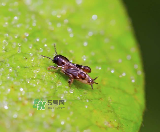 跳蚤會(huì)寄生在人身上嗎？跳蚤會(huì)在人身上存活嗎？