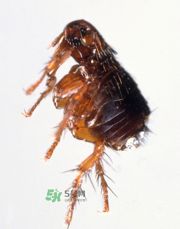 跳蚤會(huì)寄生在人身上嗎？跳蚤會(huì)在人身上存活嗎？