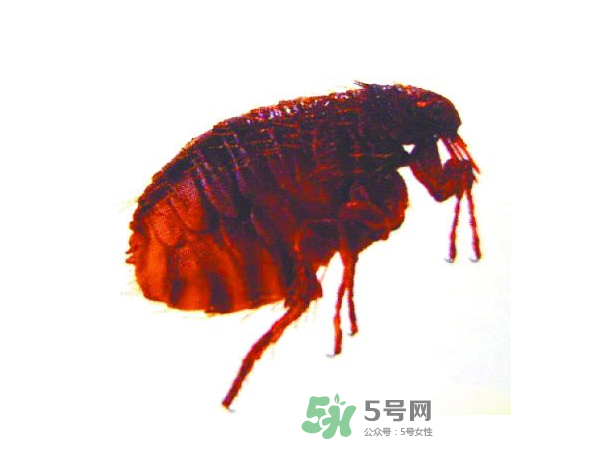 跳蚤會飛嗎？跳蚤會咬人嗎？