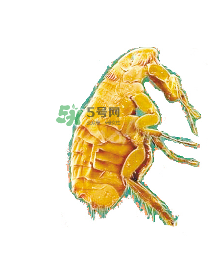 跳蚤會飛嗎？跳蚤會咬人嗎？