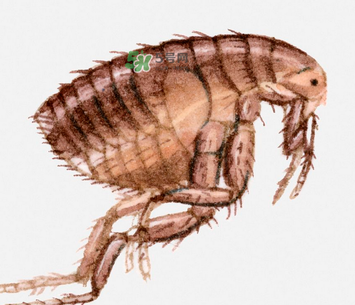 跳蚤會藏在頭發(fā)里嗎？跳蚤會餓死嗎？